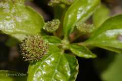 Lecanthus peduncularis